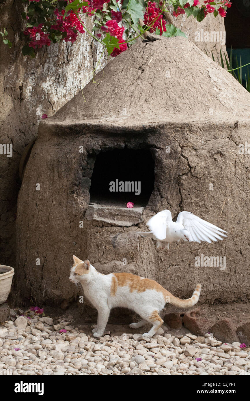 Unsuspecting cat in a Luxor garden walking past a cold bread oven as a bird flies out above it. Egypt Stock Photo