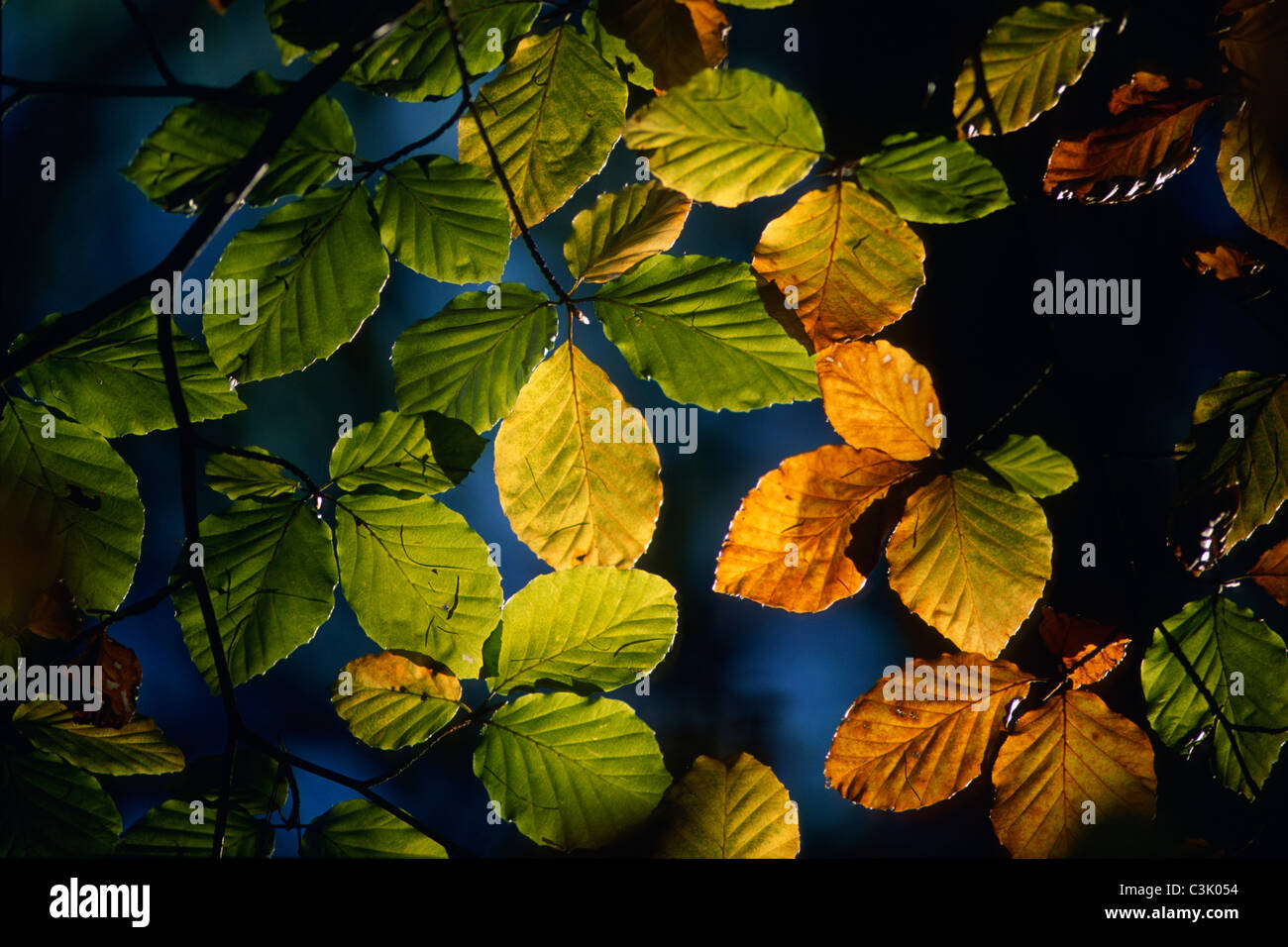 Herbst, farbige Blaetter, Autumn, Coloured leaves Stock Photo