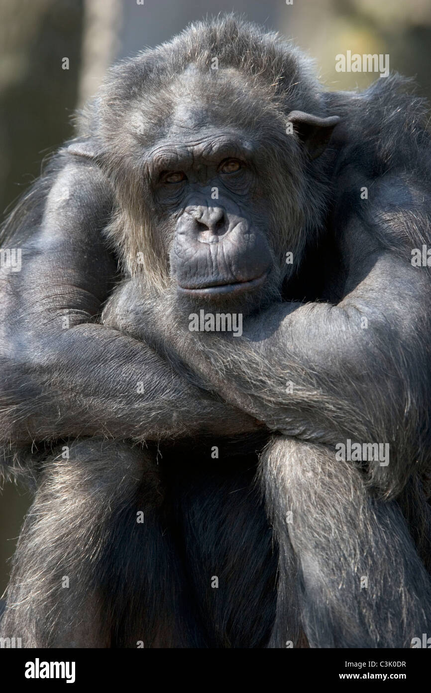 Schimpanse, Pan troglodytes, Common Chimapnzee Stock Photo