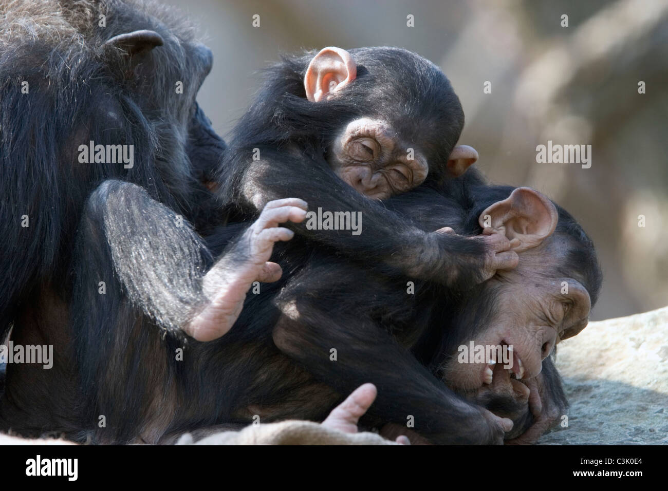 Junge Schimpansen beim Spielen, Pan troglodytes, Common chimpanzee playing Stock Photo