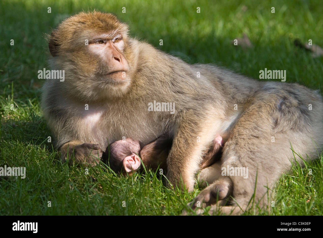 Berberaffe, Mutter mit Jungtier, Macaca sylvana, Magot, Mother and young Stock Photo