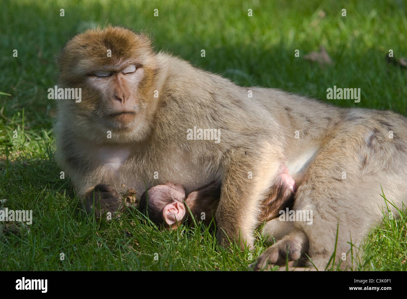 Berberaffe, Mutter mit Jungtier, Macaca sylvana, Magot, Mother and young Stock Photo