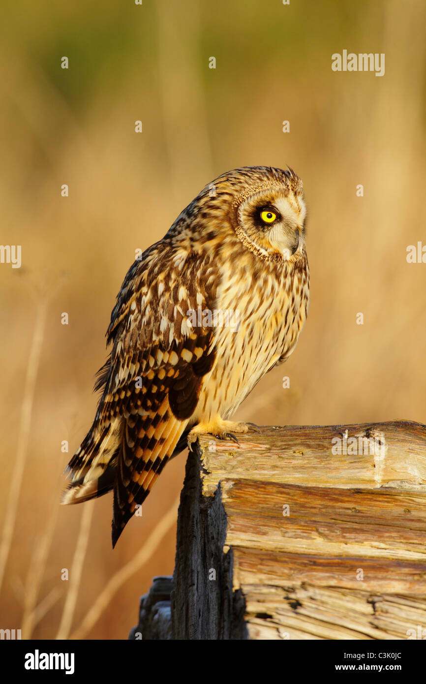 Short eared owl perched on frosty log in marsh-Boundary Bay, Vancouver, British Columbia, Canada. Stock Photo