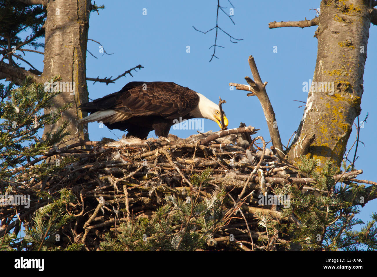 Bald eagle adding stick to nest in Douglas fir tree-Victoria, Brtisih Columbia, Canada. Stock Photo