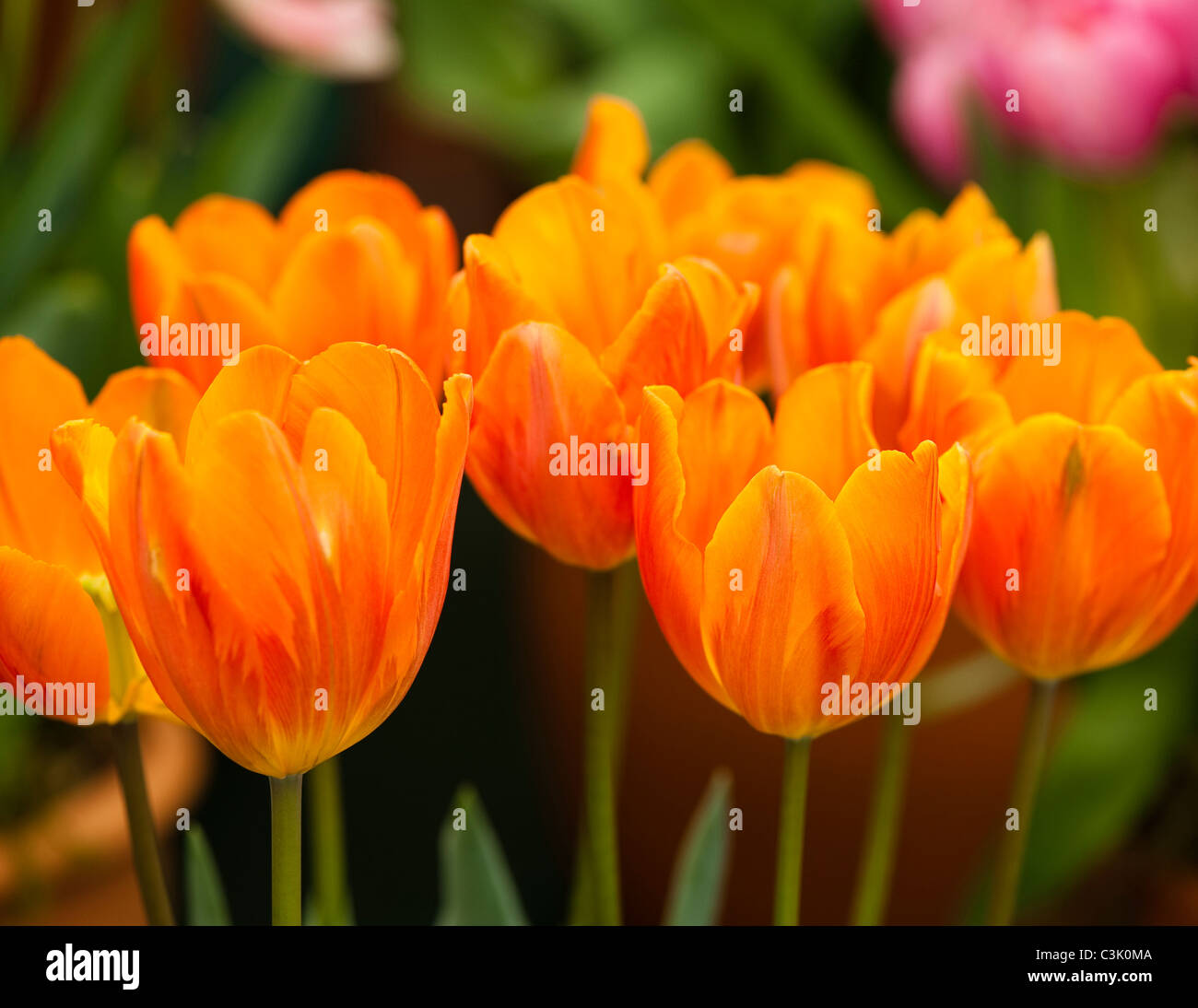 Tulipa ‘Princess Irene’ or 'Prinses Irene, Single Early Tulips Stock Photo