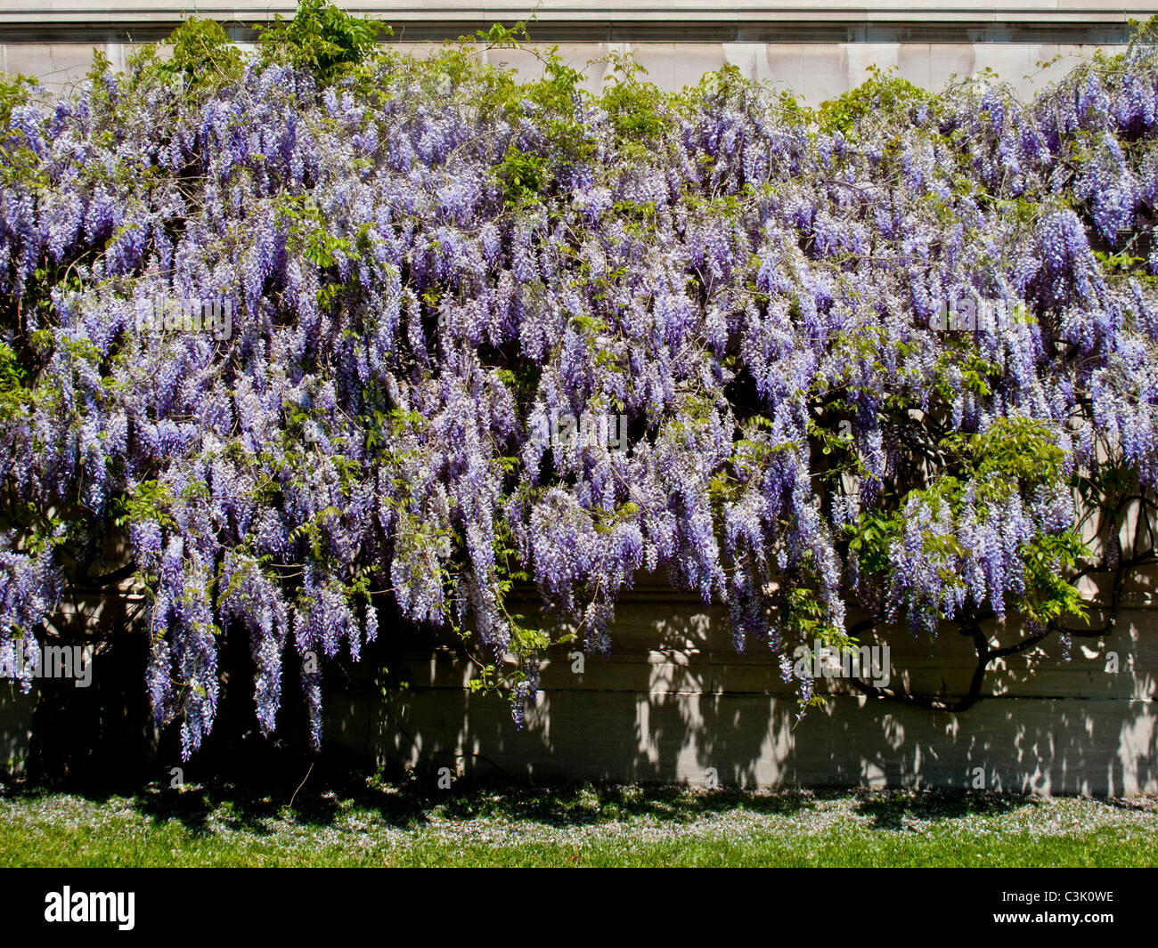 Wisteria vines in bloom decorate the National Gallery in Washington, DC