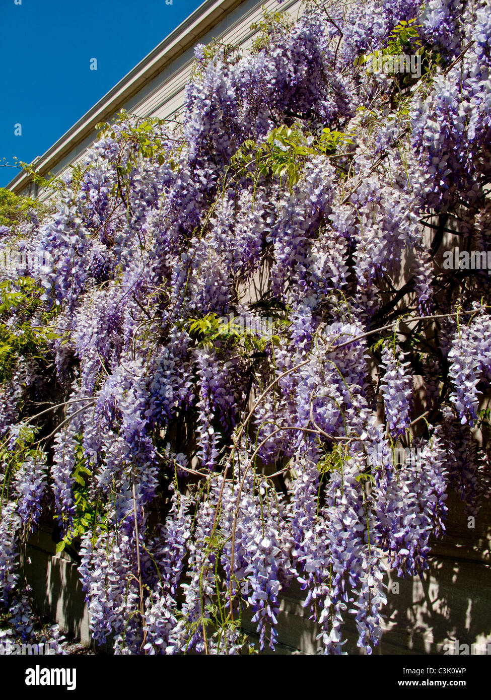 Wisteria vines in bloom decorate the National Gallery in Washington, DC