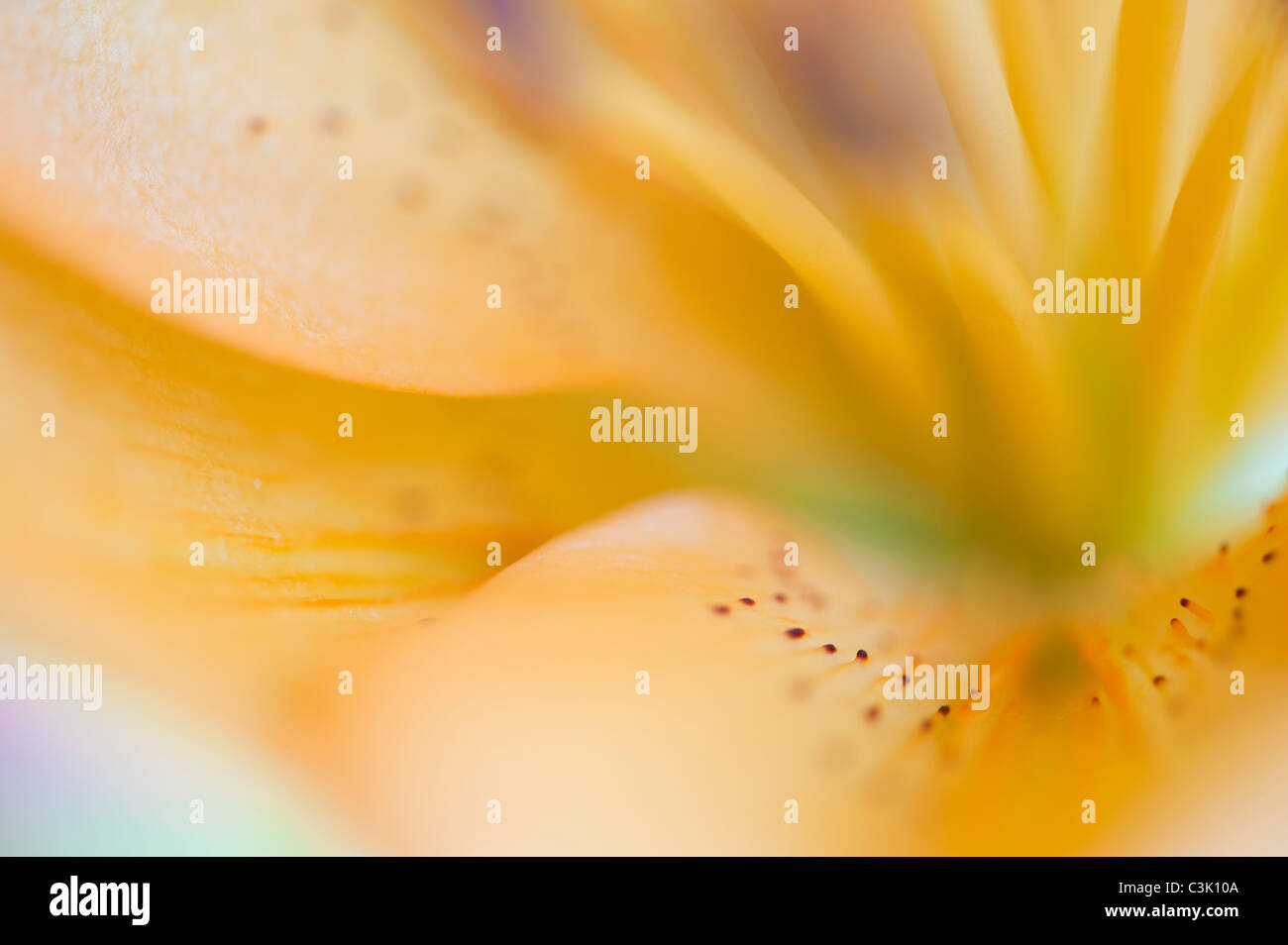 Lilie-lilium candidum,close-up Stock Photo