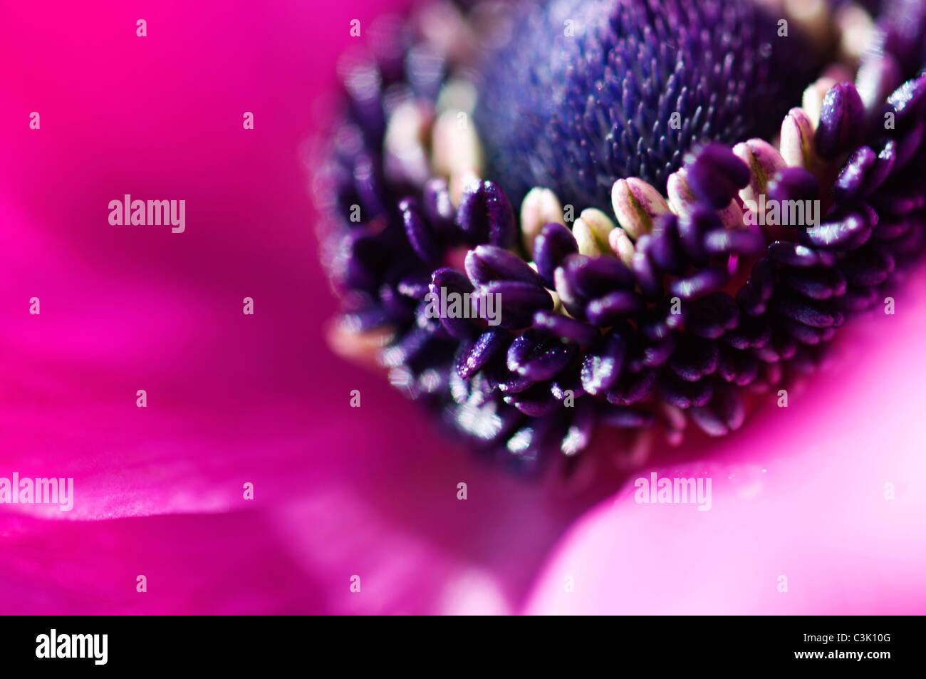 Studio shot of pink anemone hires stock photography and images Alamy