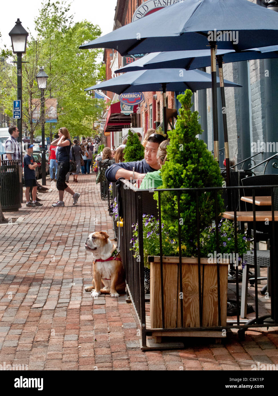 A bulldog joins his owner at an outdoor restaurant table in the