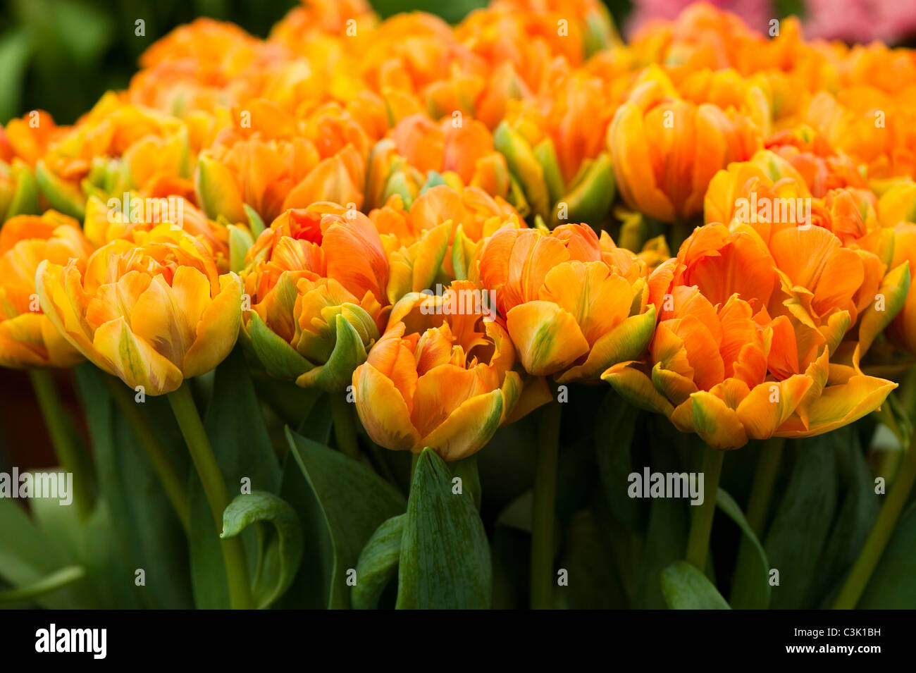 Tulipa ‘Orange Princess’, Double Late Tulips Stock Photo