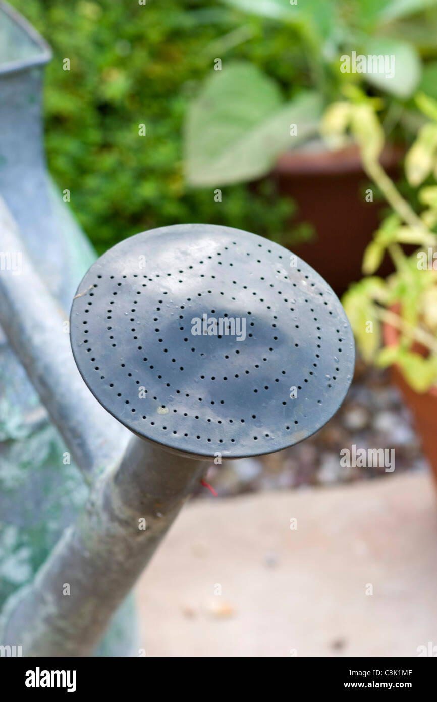 Watering can rose Stock Photo