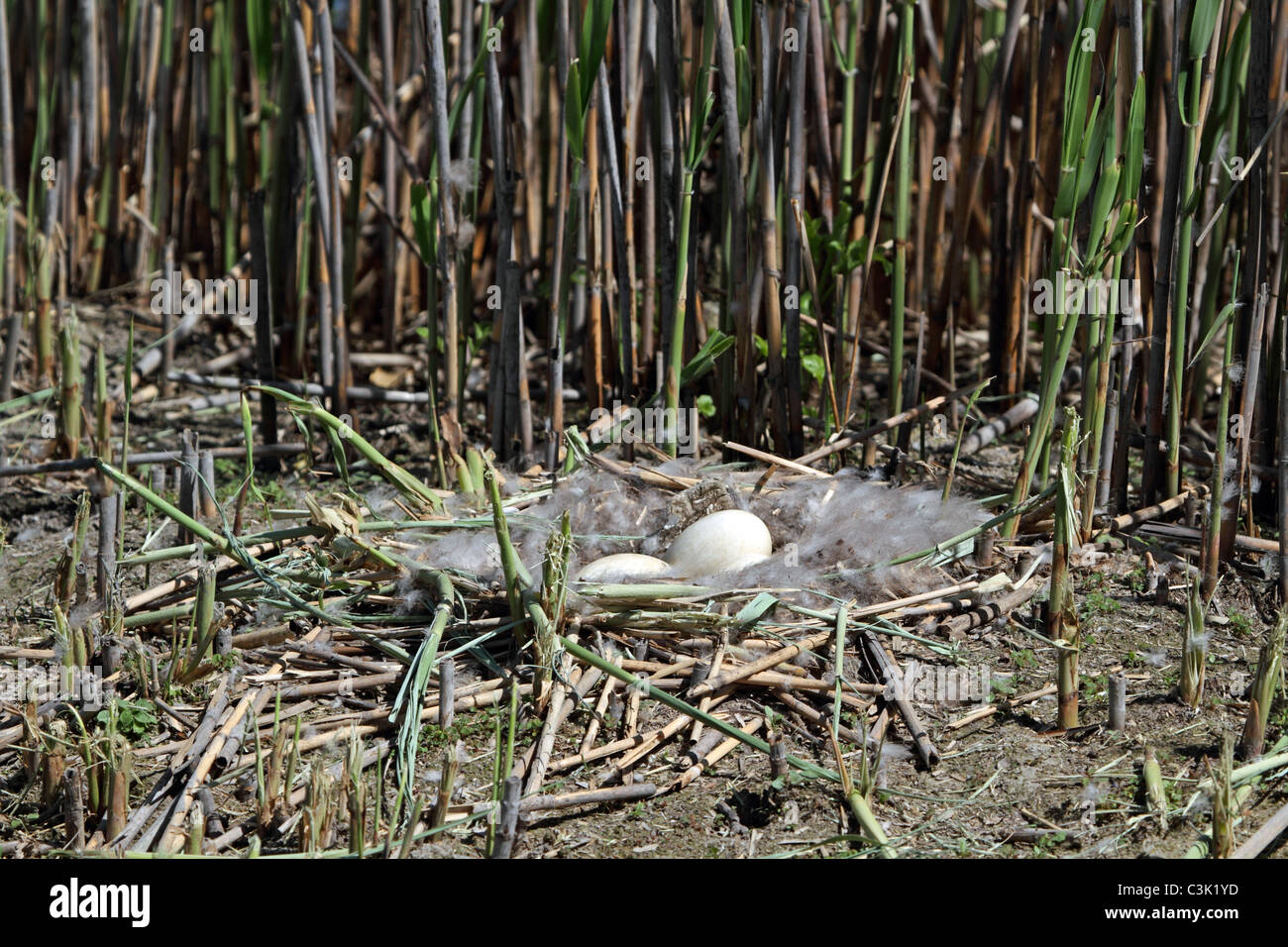 A Canada Goose nest with eggs among the phragmites of a meadowlands