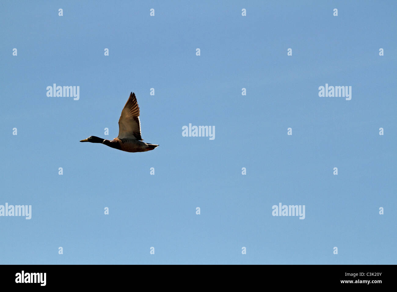 A male Mallard Duck, Anas platyrhynchos, in solitary flight. Richard DeKorte Park, Lyndhurst, New Jersey, USA Stock Photo