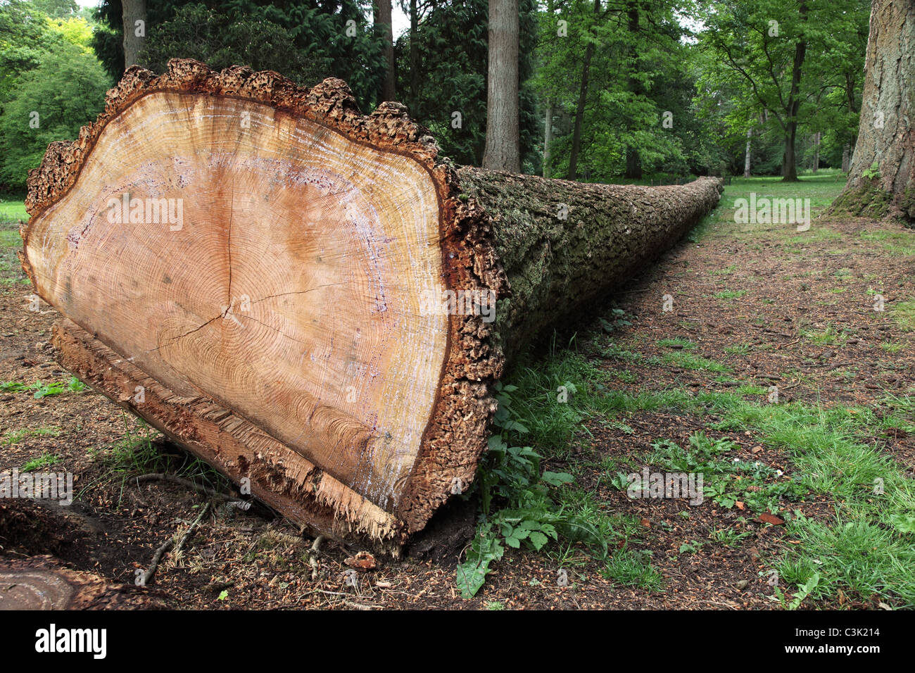 Felled tree at Westonbirt Arboretum, Gloucestershire Stock Photo Alamy