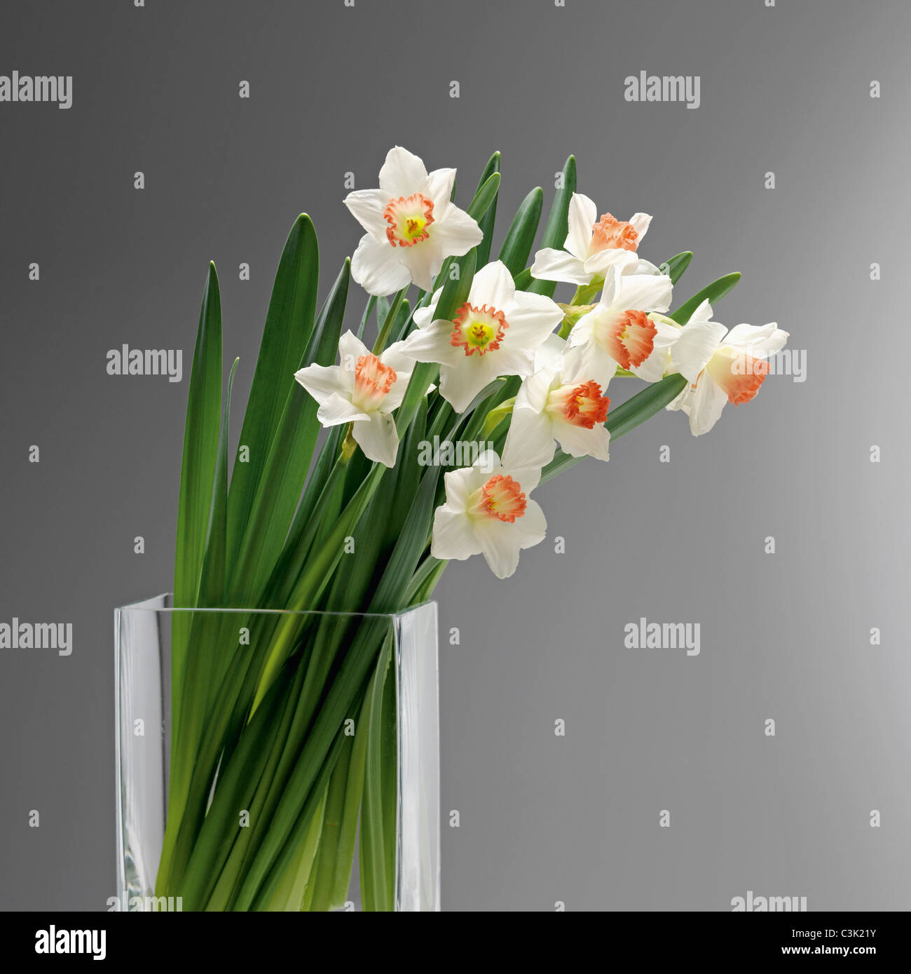 White daffodils in glass vase, close up Stock Photo Alamy