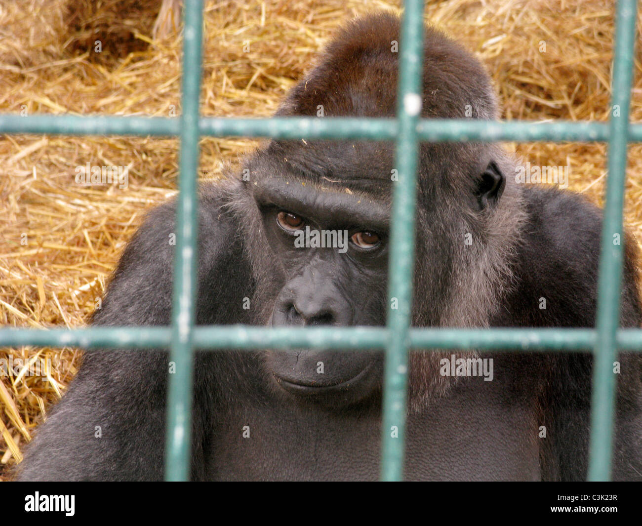 Gorilla in captivity Stock Photo