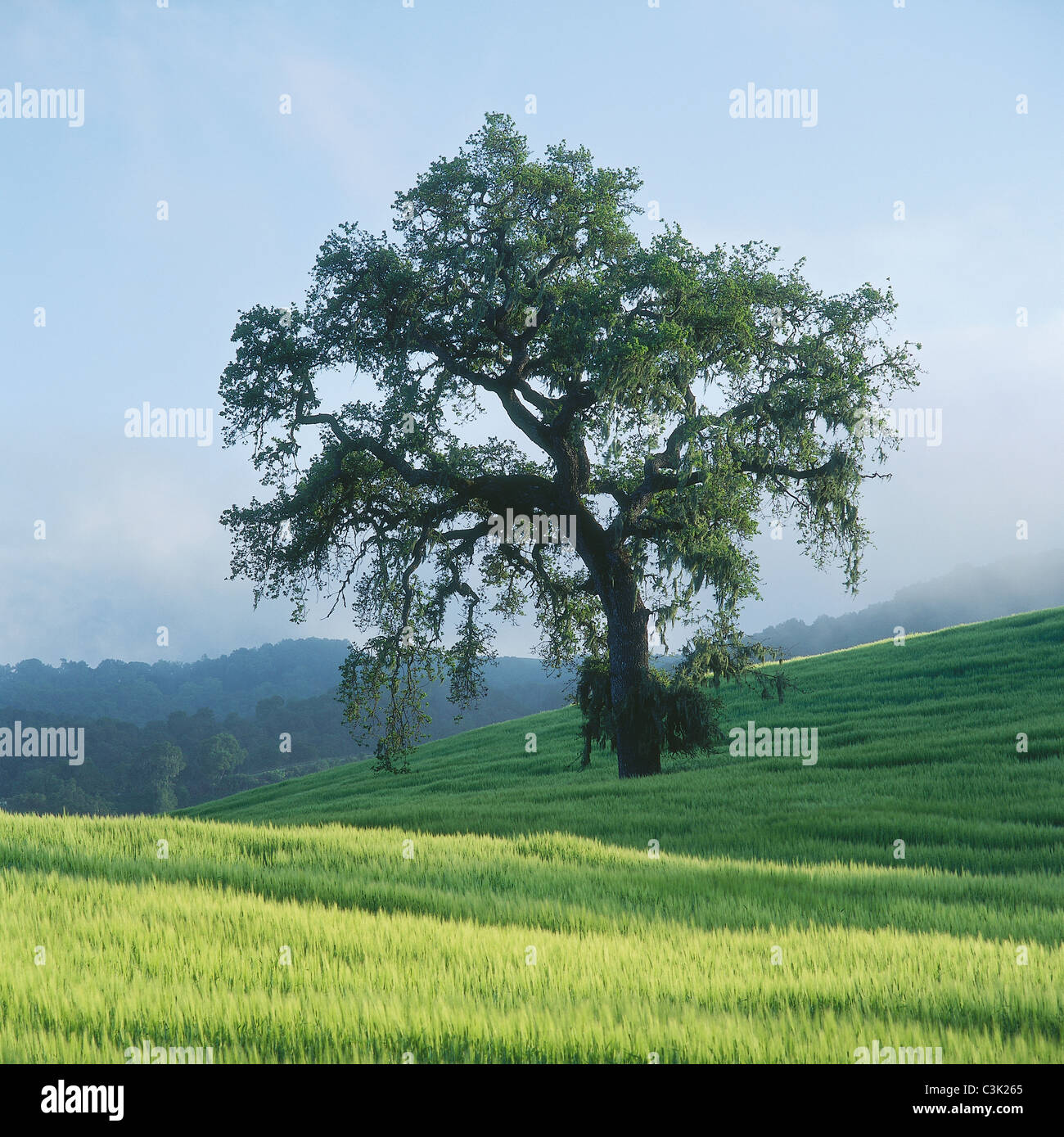 USA, California, View of deciduous tree with mountains in background Stock Photo