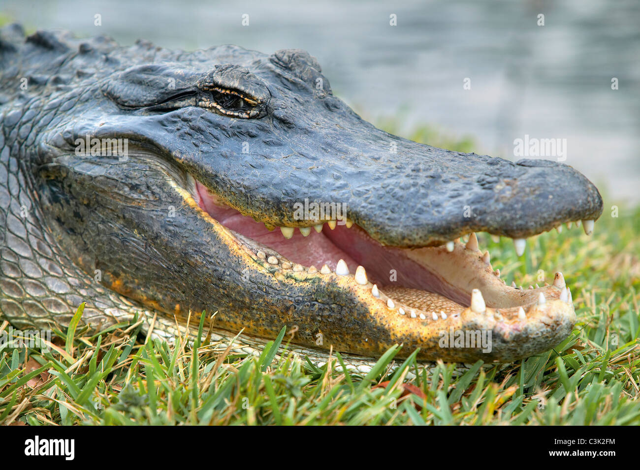USA, Florida, Alligator, close up Stock Photo