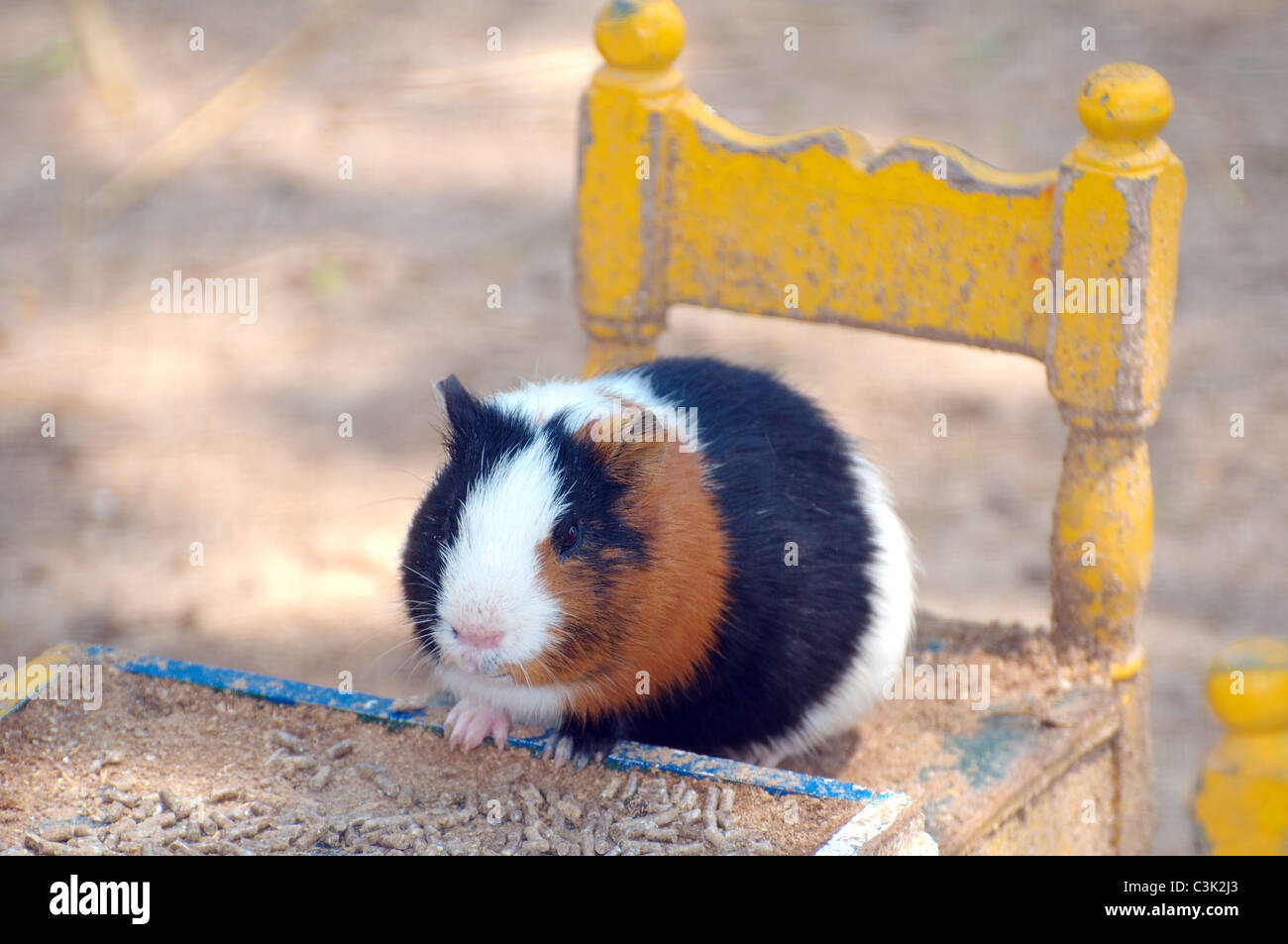 Guinea pigs (Cavia porcellus) sitting on miniature chairs at a miniature table, Tunis, Africa Stock Photo