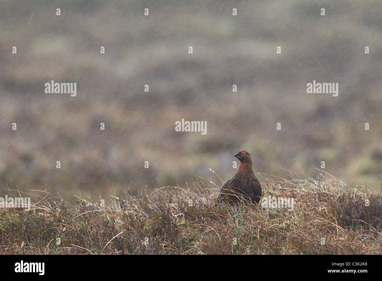 Male red Grouse (Lagopus lagopus) looking miserable in the spring rain Stock Photo