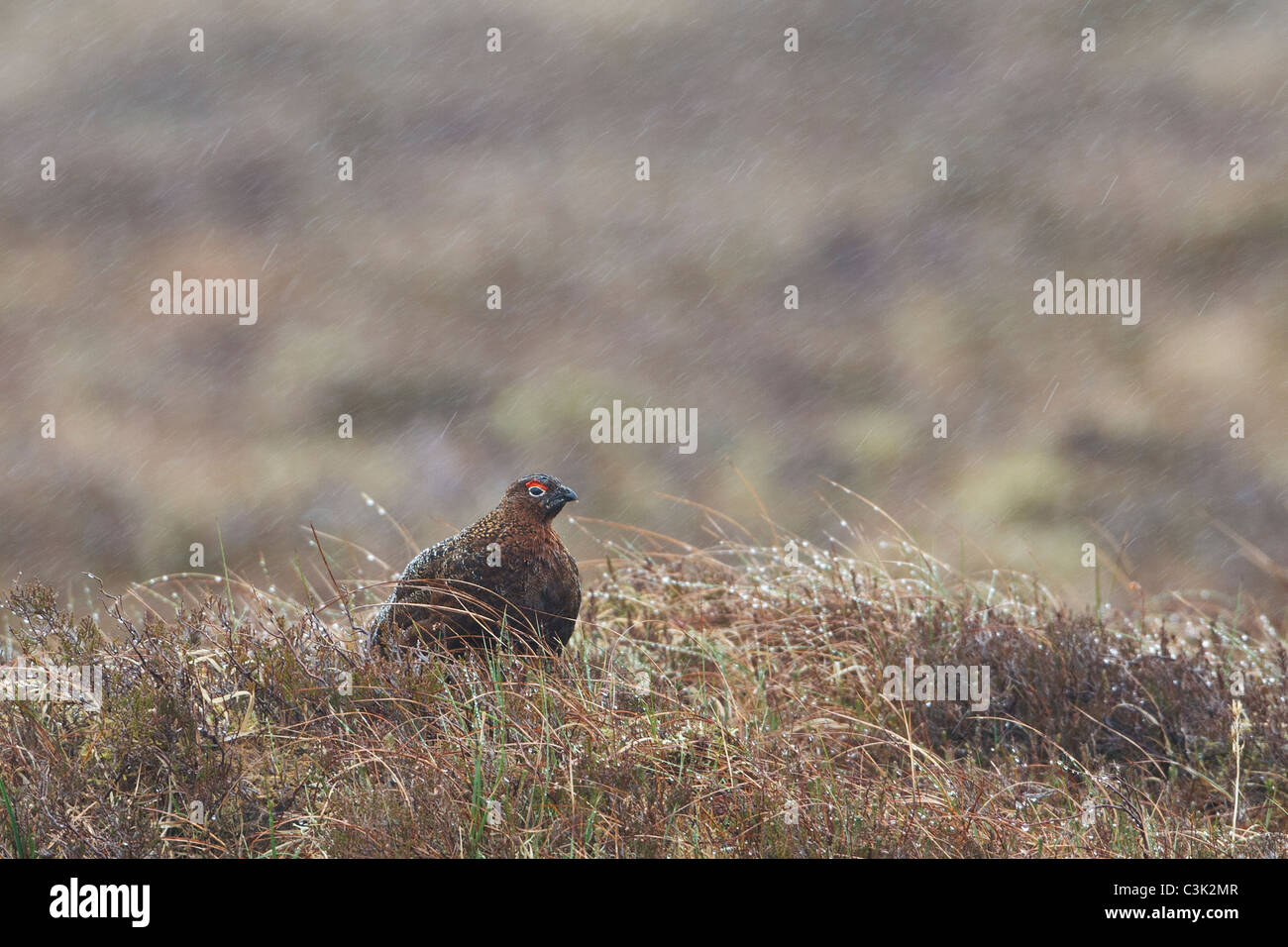 Male red Grouse (Lagopus lagopus) looking miserable in the spring rain Stock Photo