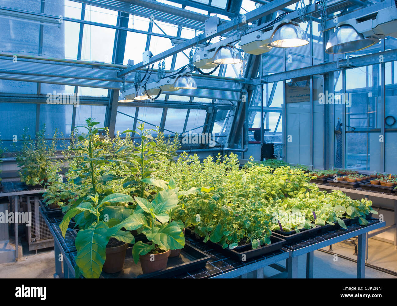 Germany, Tabacco plant in greenhouse for nanotechnology research Stock Photo