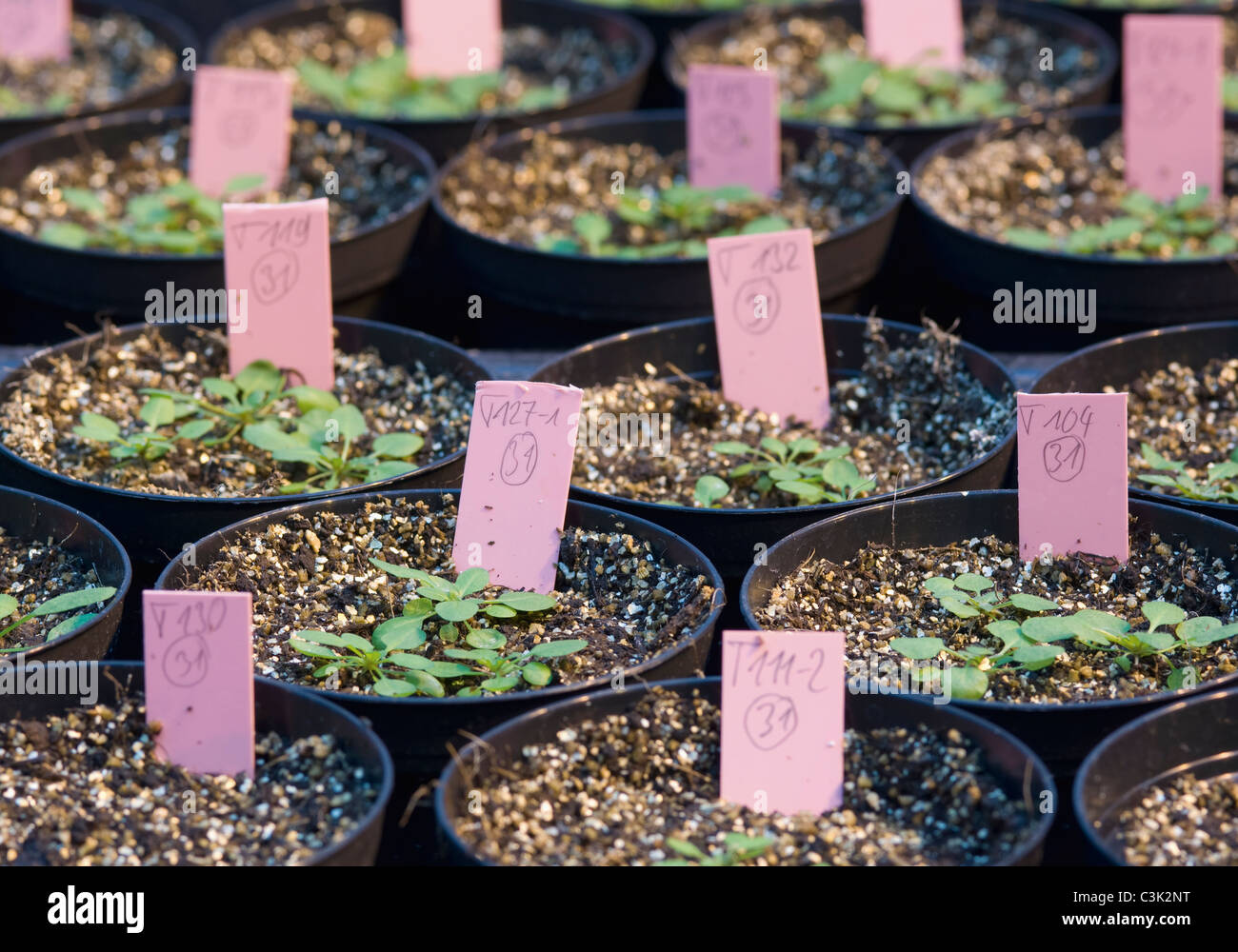 Germany, Tabacco plant in greenhouse for nanotechnology research Stock Photo