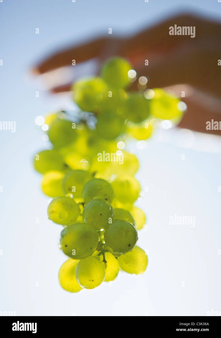 France, Burgundy, Human hands holding bunch of grapes Stock Photo