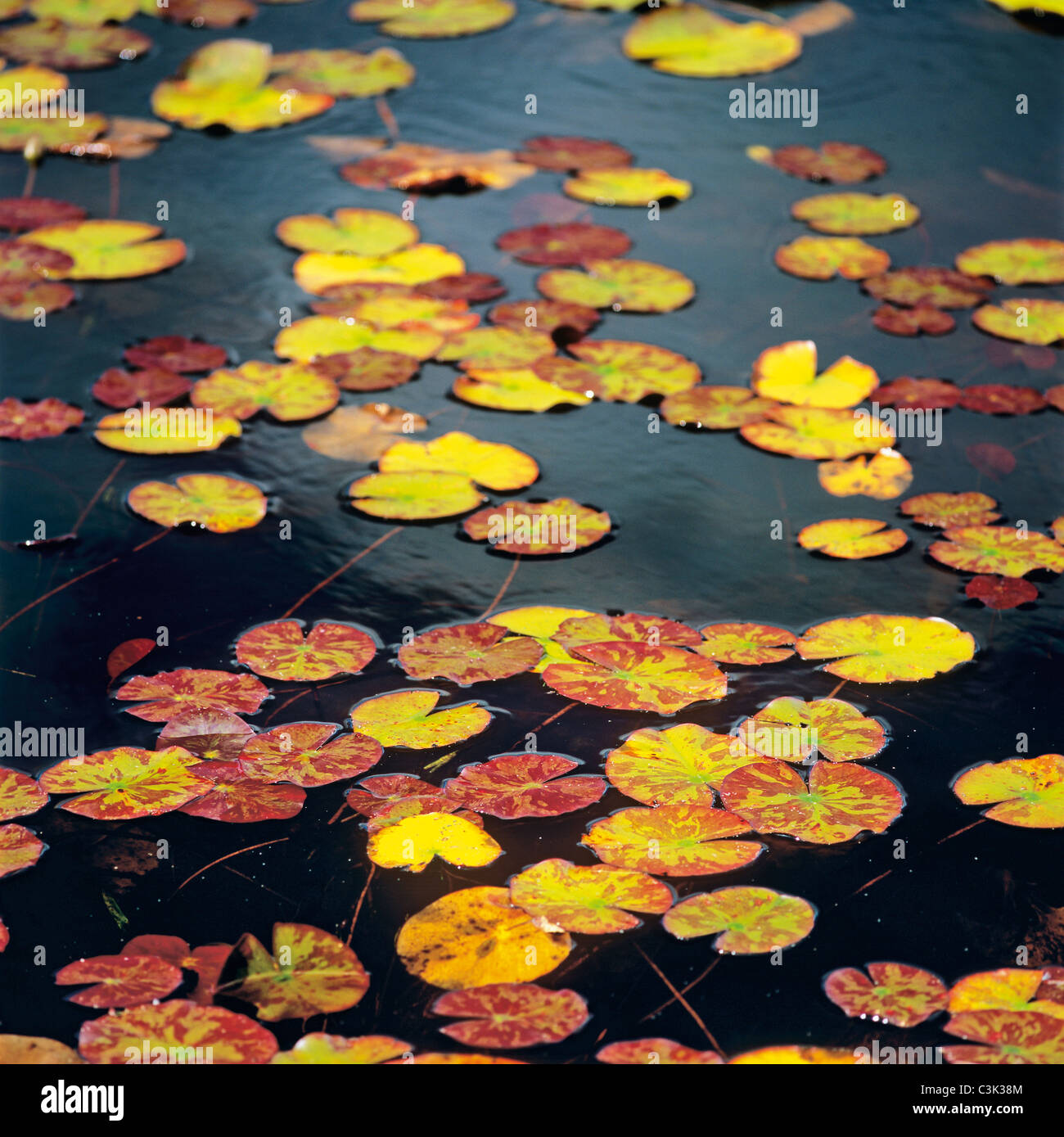 Water lily floating leaves hi-res stock photography and images - Alamy