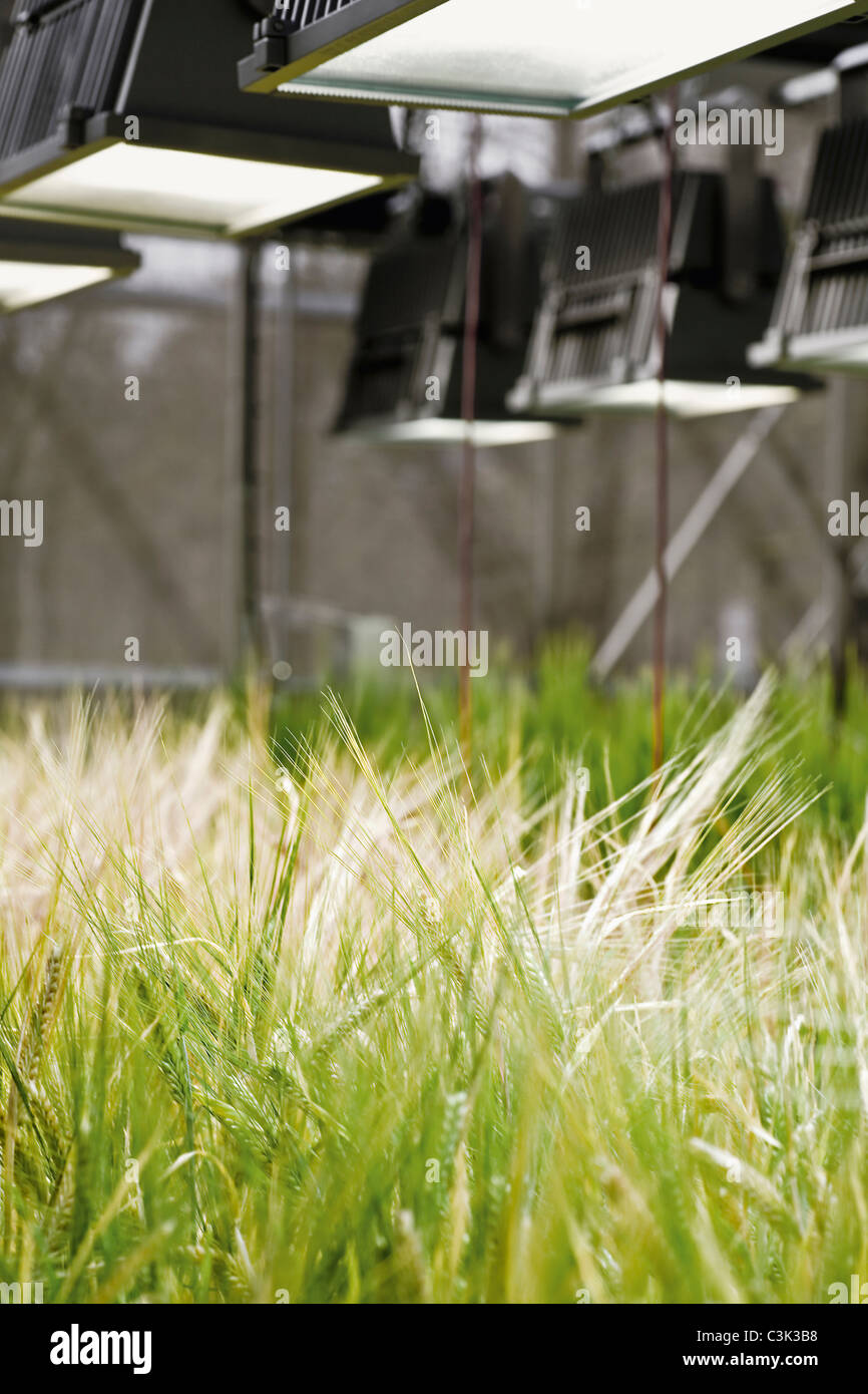 Plants under heat lamp in greenhouse hires stock photography and