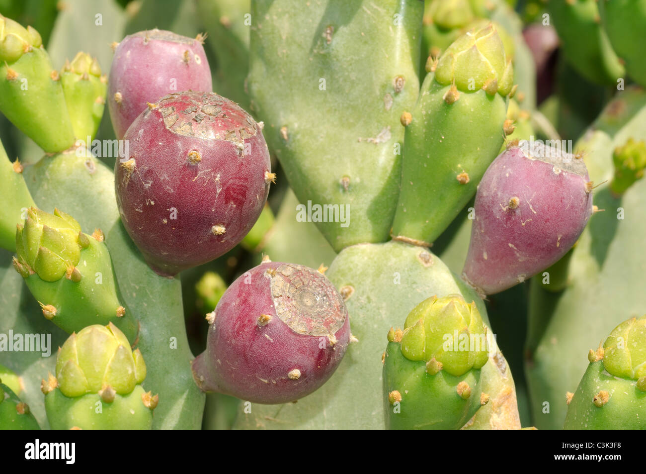 Indian Fig Opuntia, Barbary Fig, Or Prickly Pear (Opuntia Ficus-indica ...