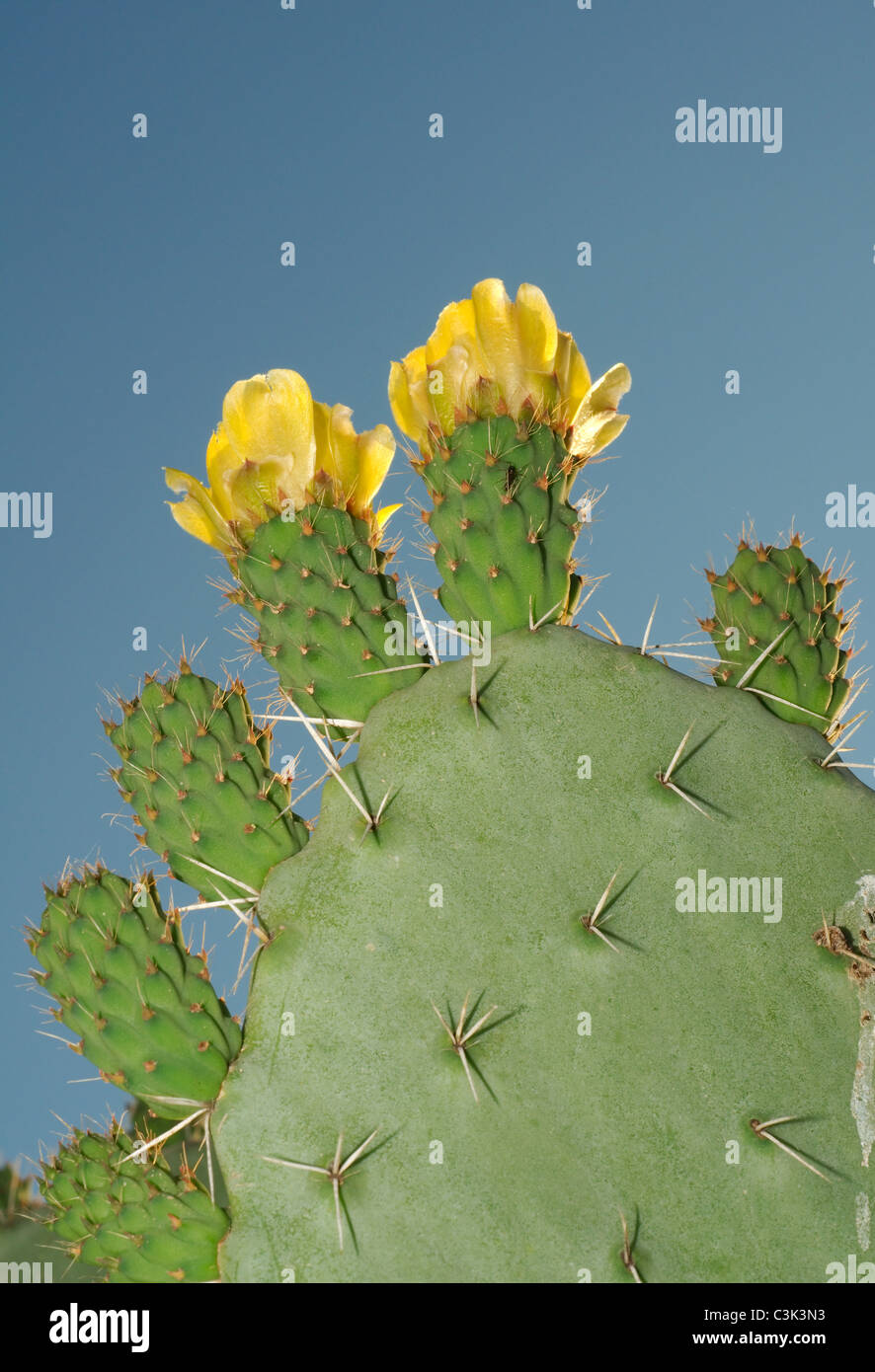 Cactus Tunisia High Resolution Stock Photography and Images Alamy