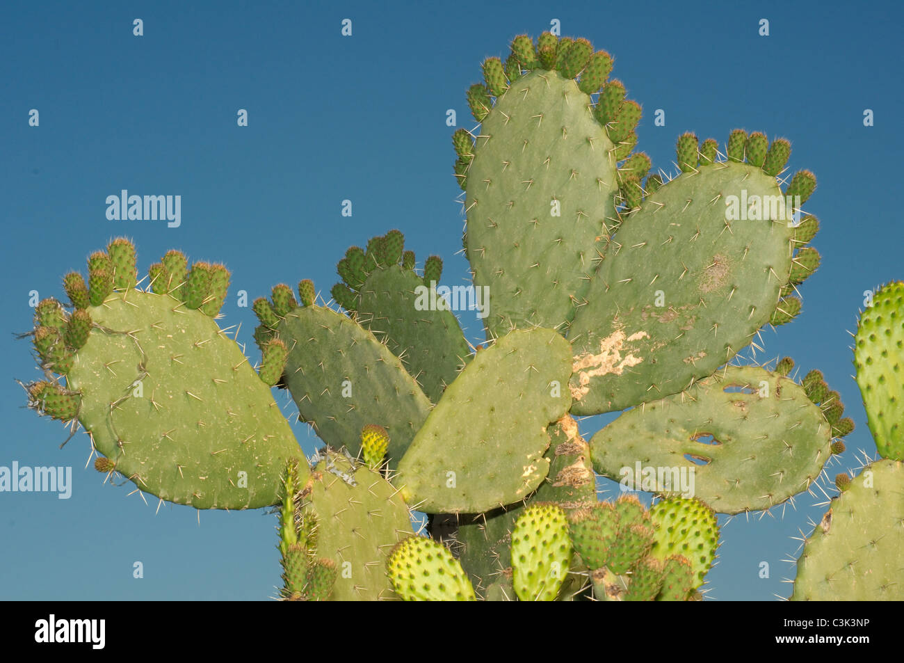 Indian fig opuntia, Barbary fig, or Prickly pear (Opuntia ficus-indica) with ripe fruits, Tunis, Africa Stock Photo