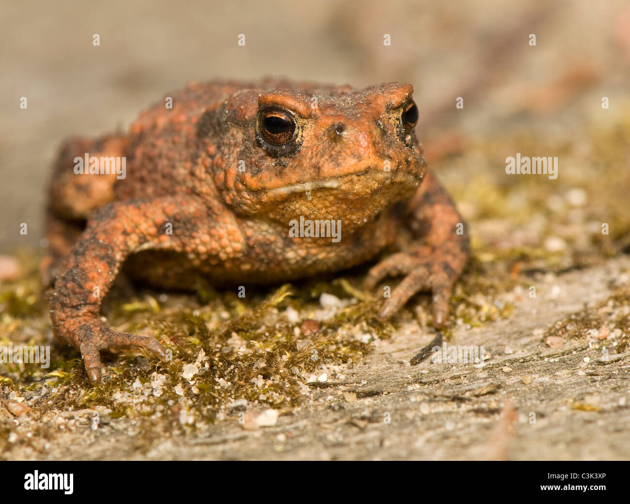 Bufo bufo Stock Photo