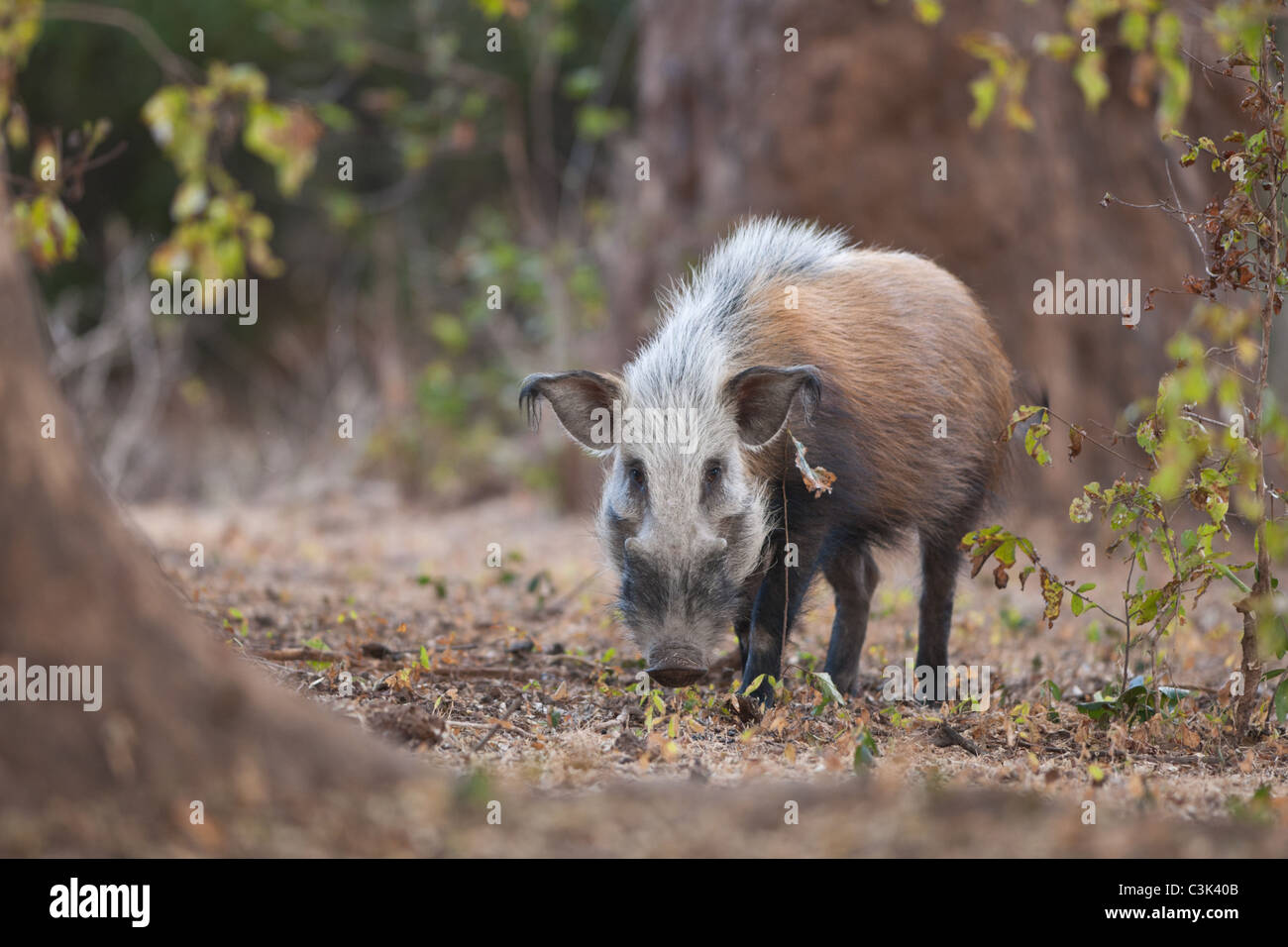 Bush pigs are rarely seen in Mana Pools National Park. It was a treat