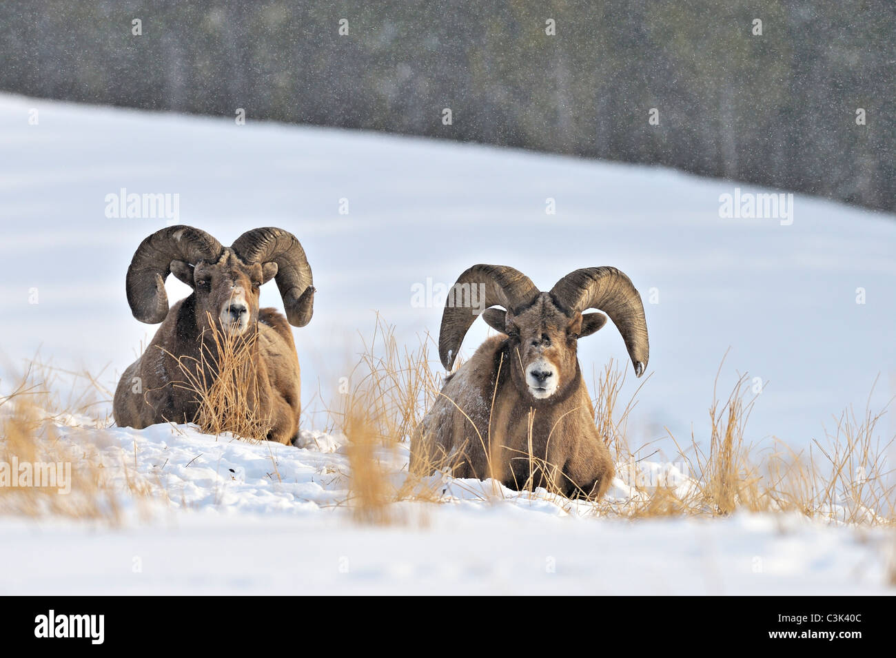 Two rocky mountain Bighorn Sheep lying on a snow covered hillside in Jasper National Park Alberta Canada. Stock Photo