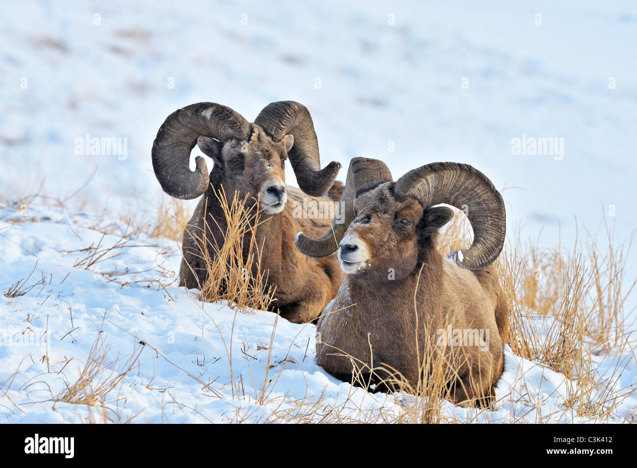 Two rocky mountain Bighorn Sheep lying on a snow covered hillside in Jasper National Park Alberta Canada. Stock Photo