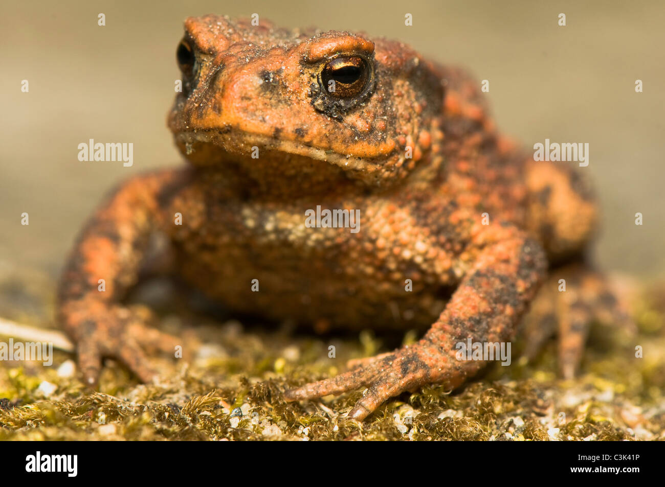 Bufo bufo Stock Photo