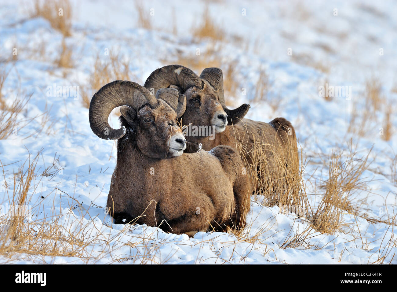 Two rocky mountain Bighorn Sheep lying down. Stock Photo