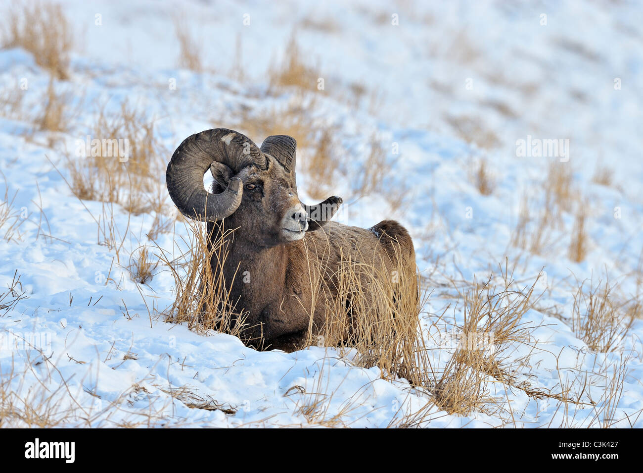 A Bighorn Sheep laying on a snow covered hillside Stock Photo