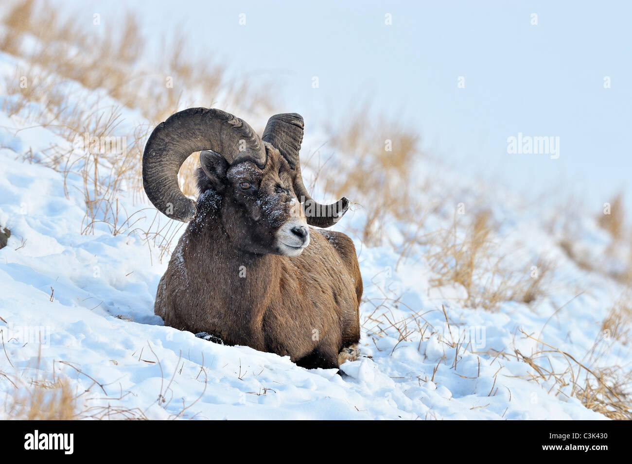 A Bighorn Sheep laying on a snow covered hillside Stock Photo