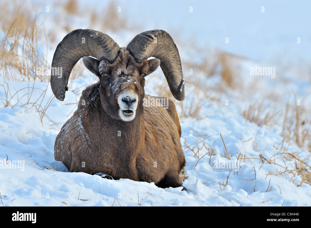 A Bighorn Sheep laying on a snow covered hillside Stock Photo