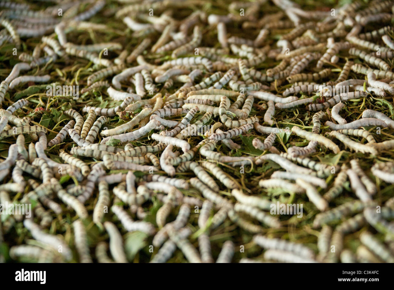 Silk worm farm, Phonsavan Laos Stock Photo