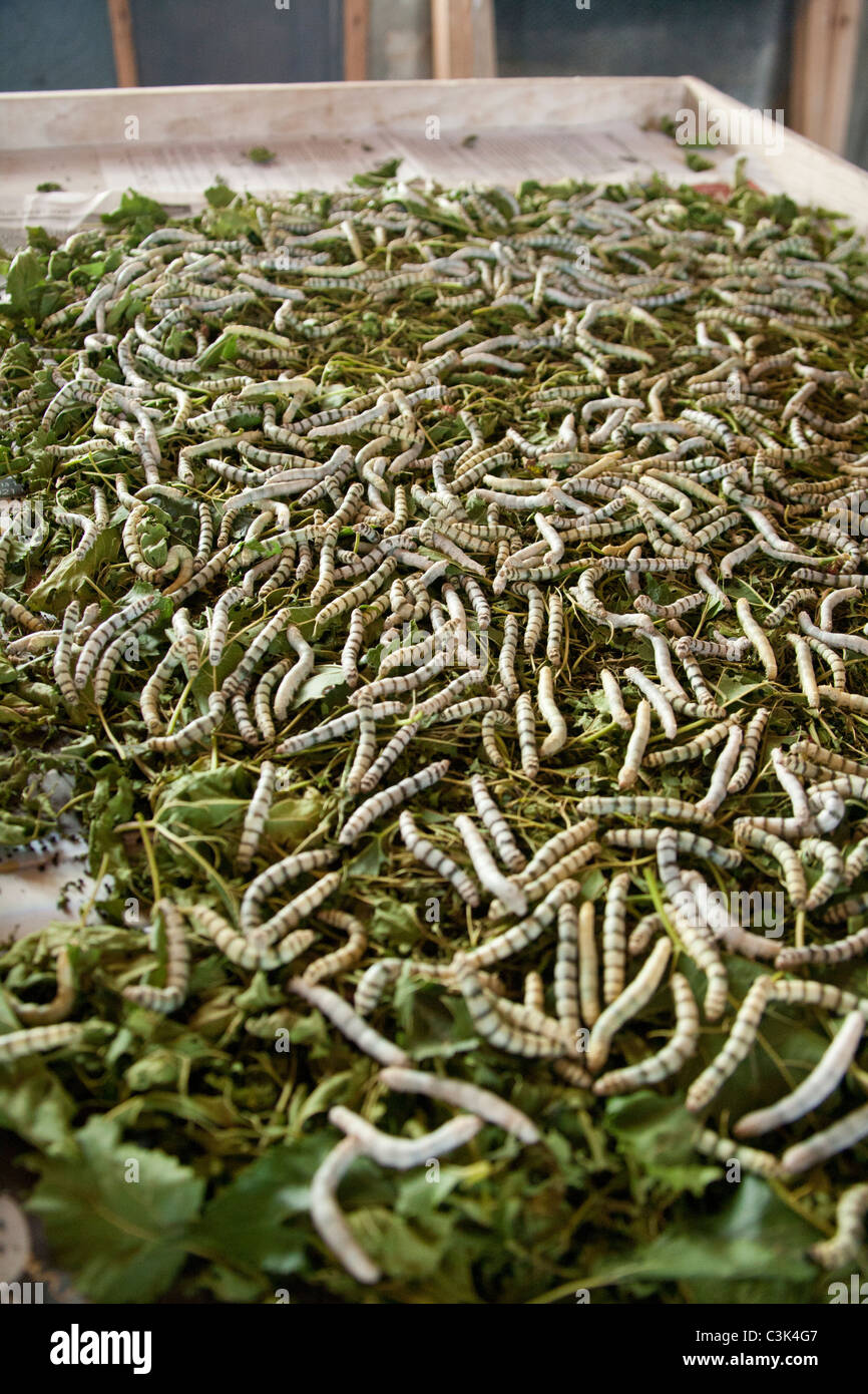 Silk worm farm, Phonsavan Laos Stock Photo