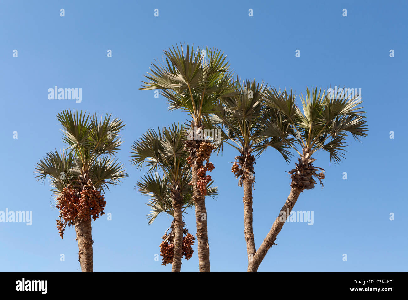 Five date palms against a bright blue sky, Egypt, Africa Stock Photo