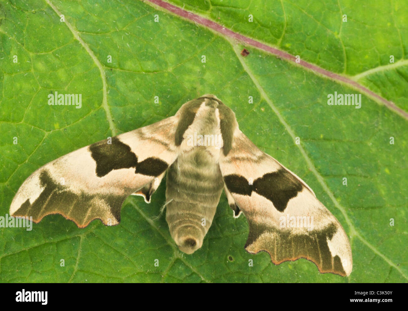 Lime Hawk Moth  Mimas tiliae Stock Photo