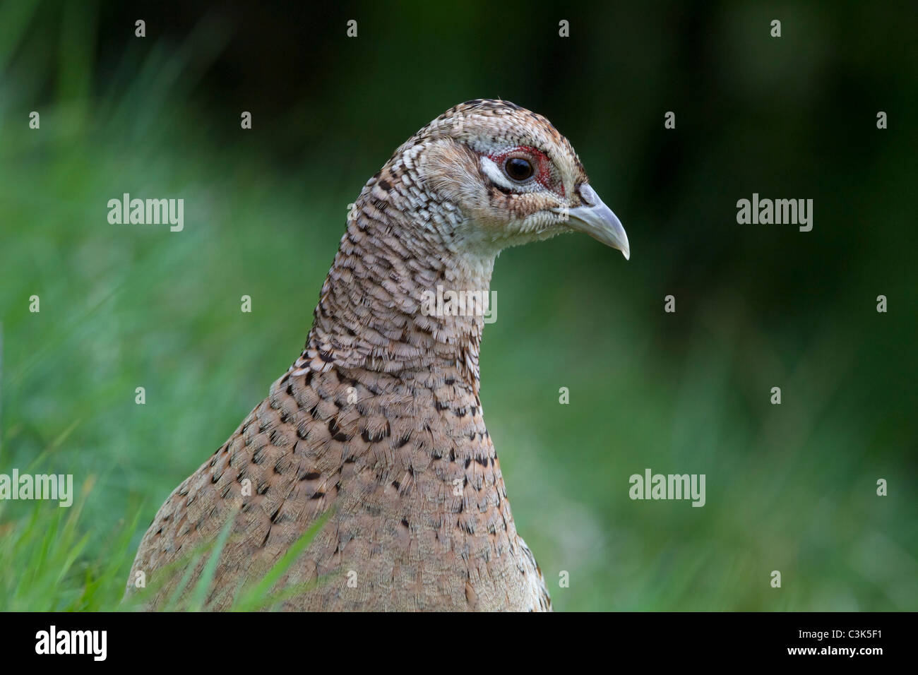 Female Pheasant (Phasianus colchicus). Spring, Derbyshire UK Stock Photo