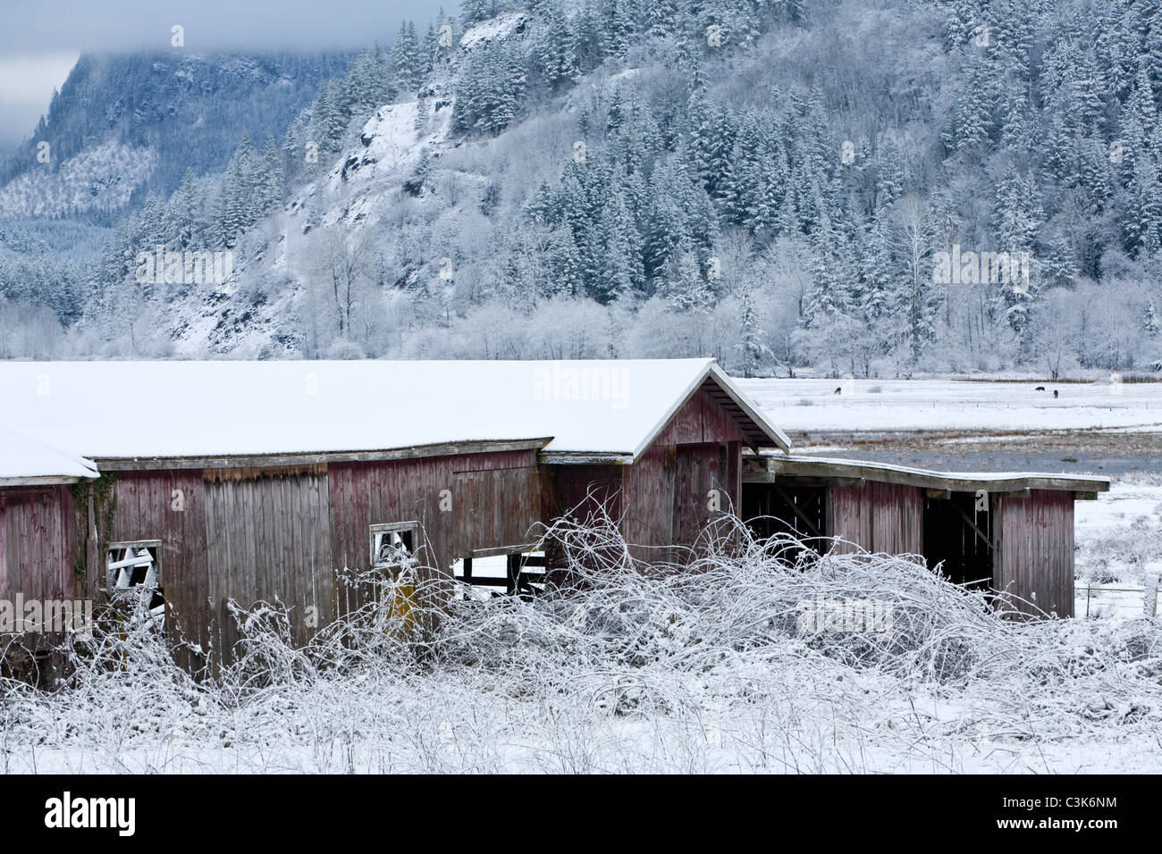 Barn near Enumclaw, Washington. Stock Photo