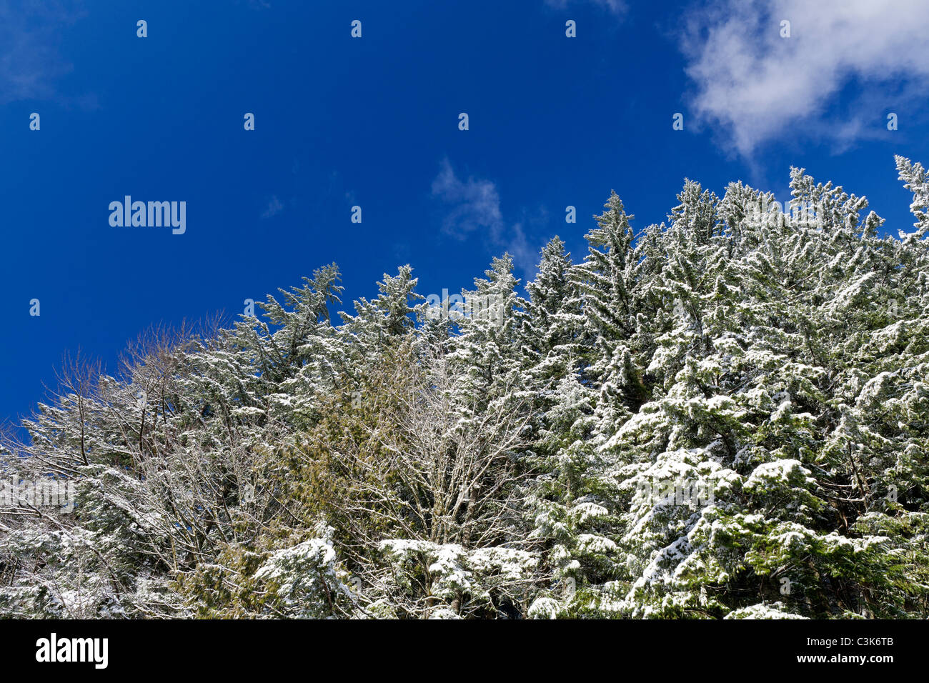 Pine trees against a blue sky background Stock Photo - Alamy